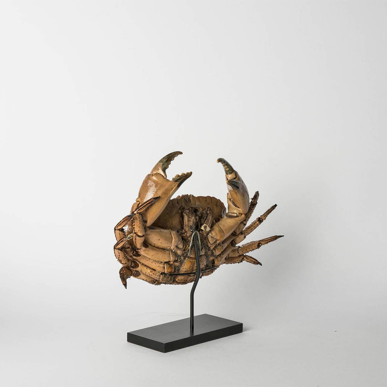 20th Century Mounted Sea Crab Cancer Pagurus