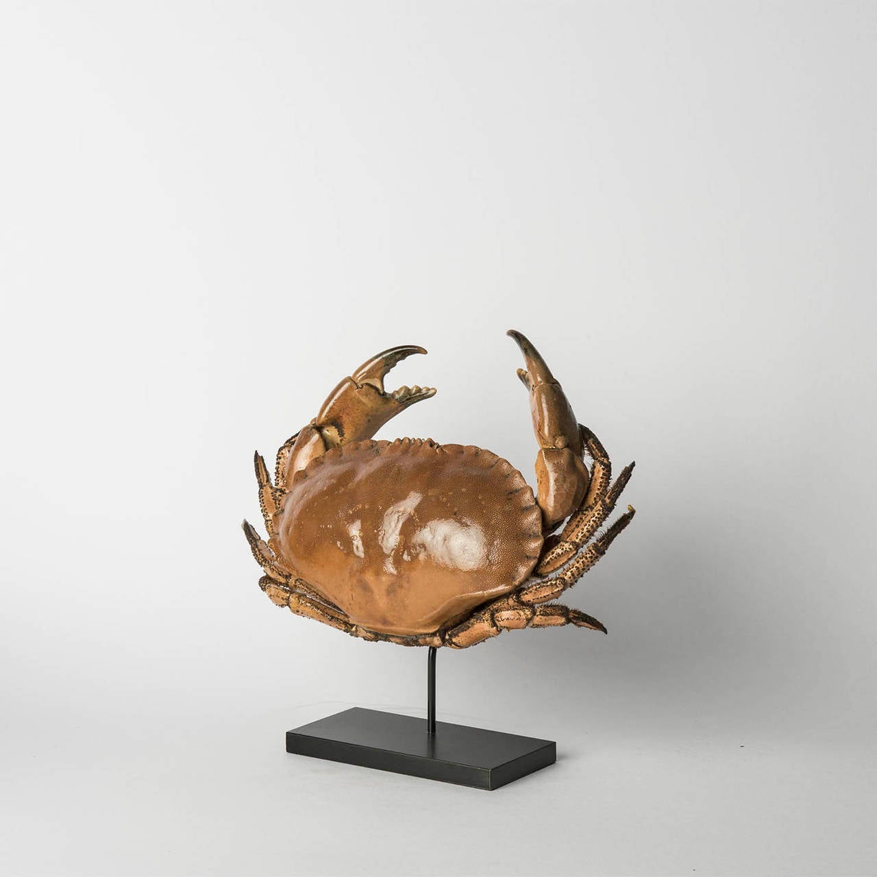 Mounted sea crab cancer pagurus

Crabs are decapod crustaceans (10 –legged) that live in all world’s oceans. They are generally covered with a thick exoskeleton and a single pair of claws. From cartoons it is generally known that crabs walk