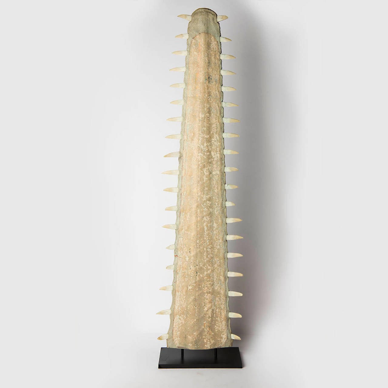 Sawfish – rostrum. Pristis sp.

The Sawfish, or carpenter shark, is a family of rays that has the typical long, flattened rostrum (nose extension) which is characteristically lined with transverse teeth. It is not hard to see where the name came
