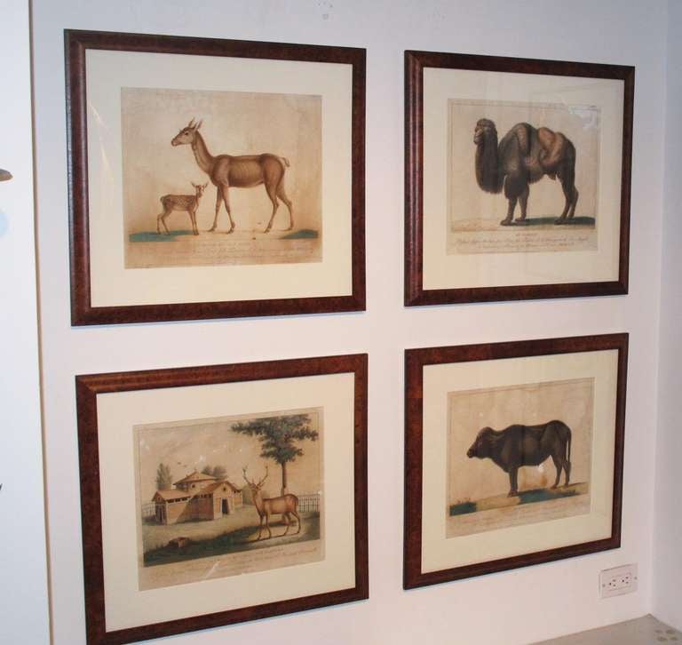 Set of 19th century hand-colored engravings by Lambert Freres of animals in the Parc Nationale. Two are of deer, one of which has a charming architectural rendering. Two are of exotic African animals -- a buffalo and a camel. In rich burl