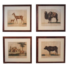 19th Century Zoological Engravings 9