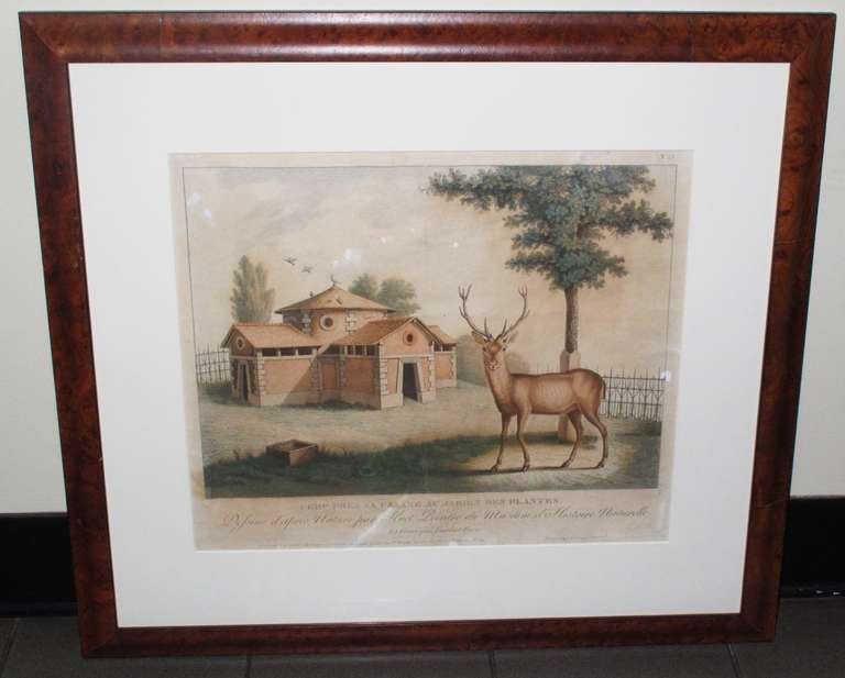  19th Century Zoological Engravings In Good Condition In Washington, DC