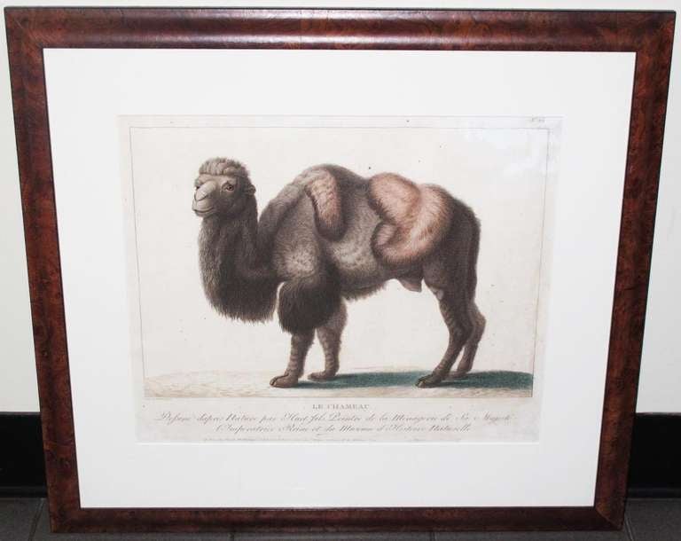  19th Century Zoological Engravings 3