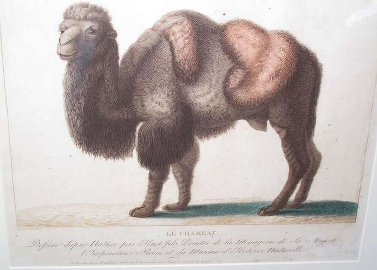  19th Century Zoological Engravings 4