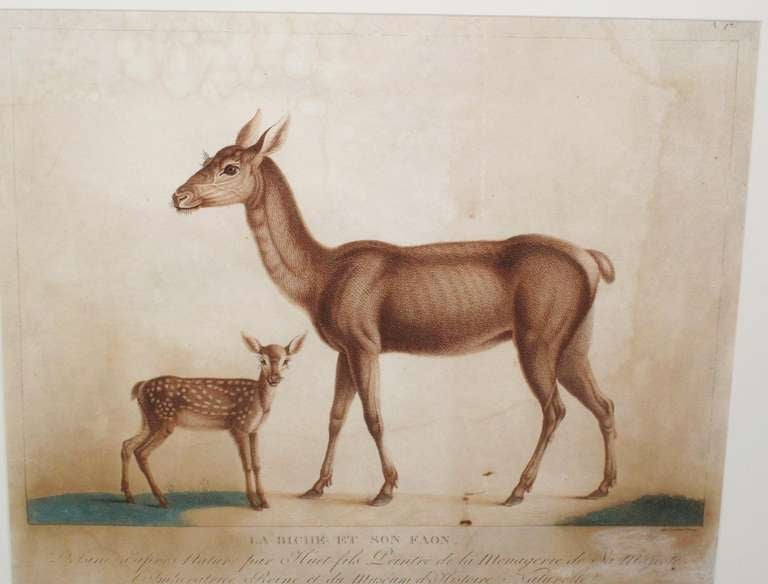  19th Century Zoological Engravings 2