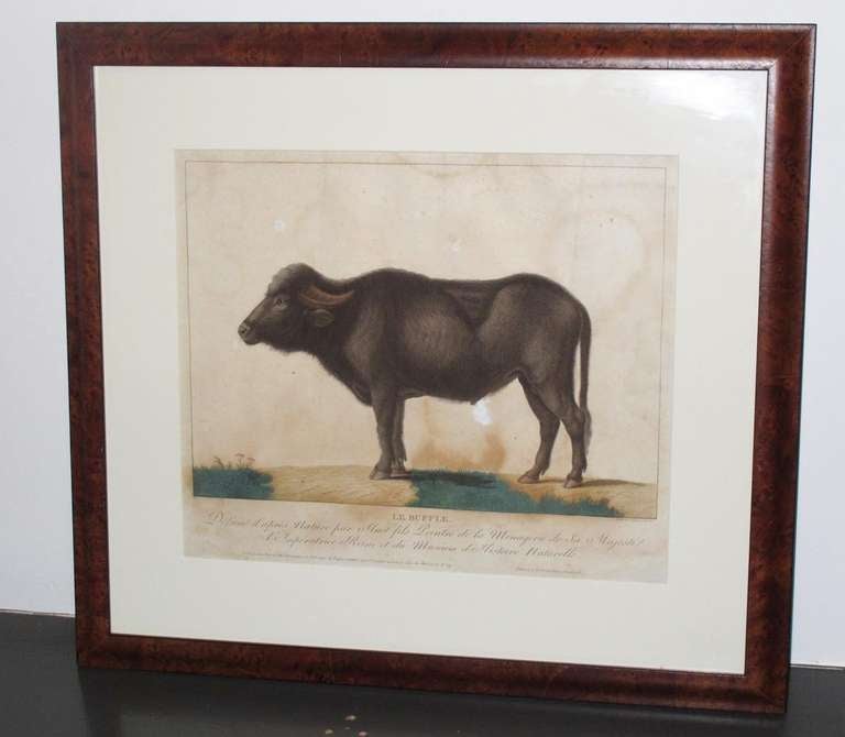  19th Century Zoological Engravings 5