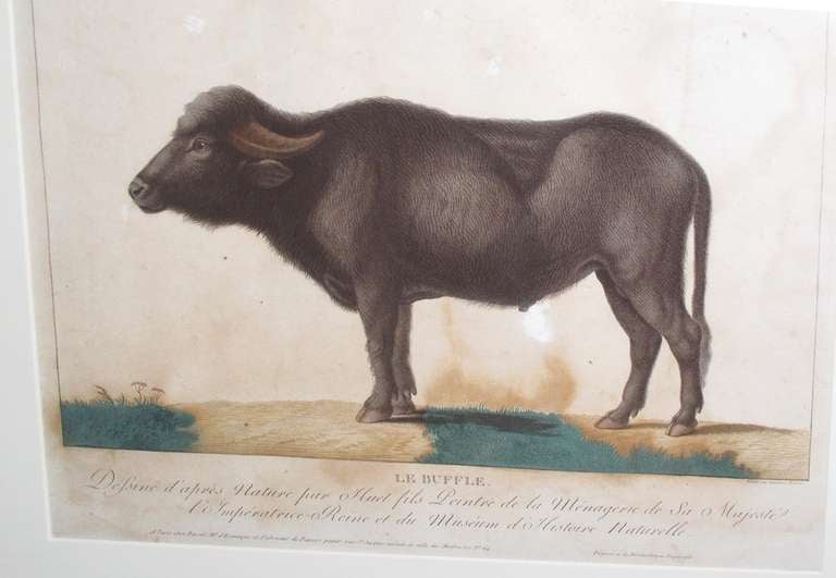  19th Century Zoological Engravings 6