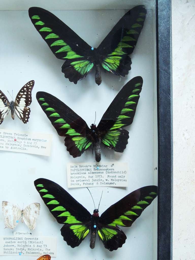 Butterfly Specimen Box