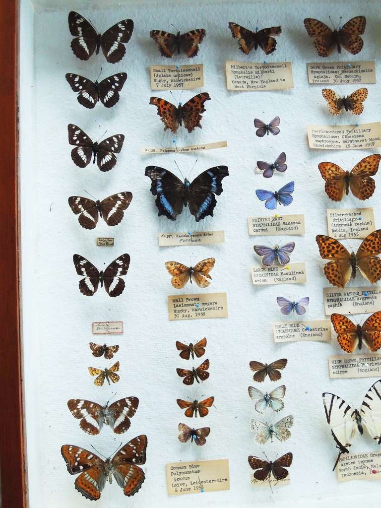 Butterfly Specimen Box