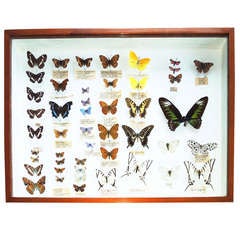 Butterfly Specimen Box
