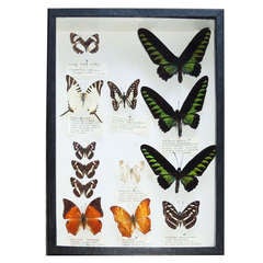 Vintage Butterfly Specimen Box