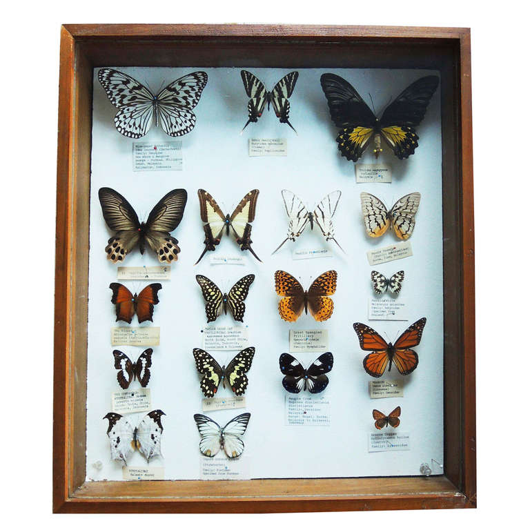 Butterfly Specimen Box at 1stdibs