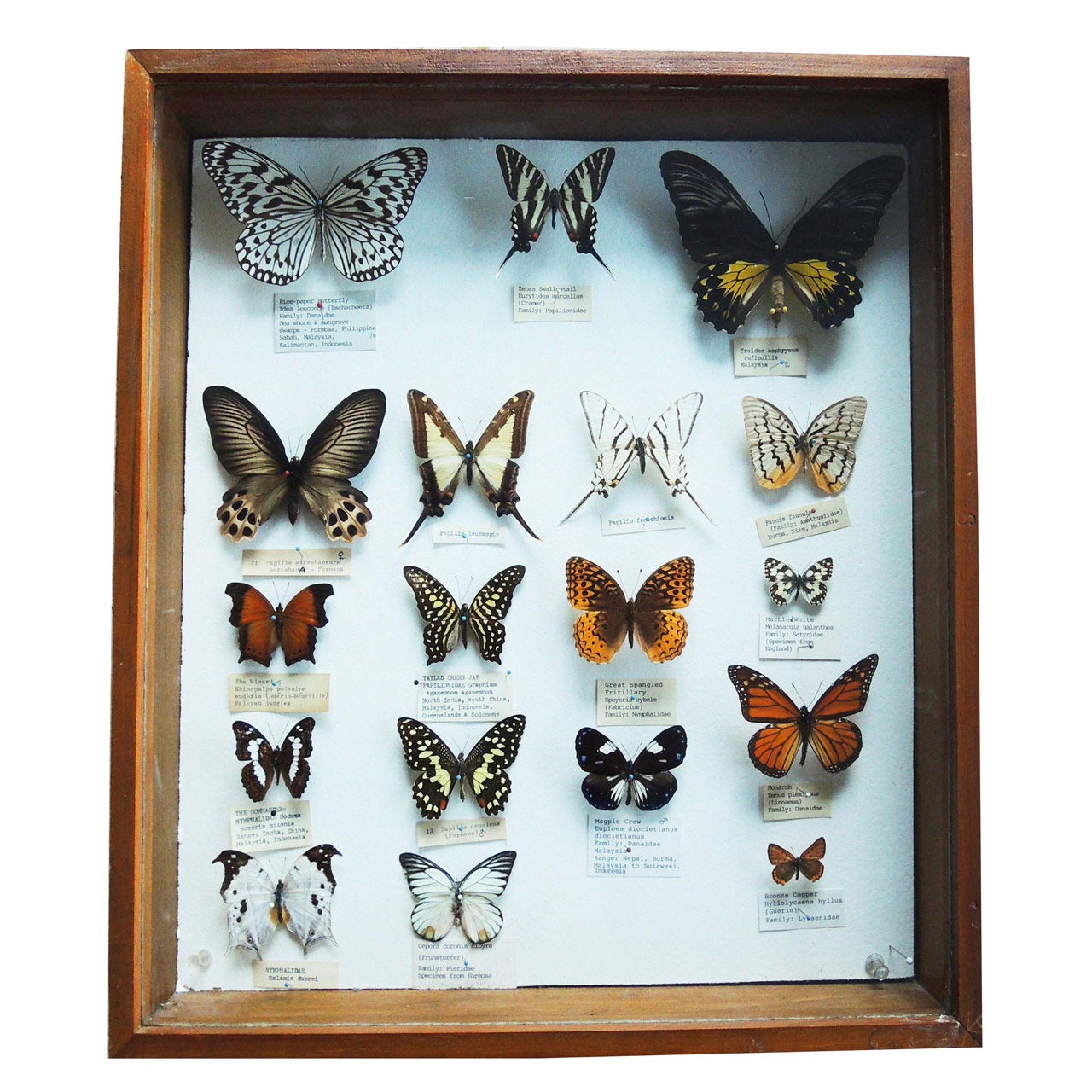 Butterfly Specimen Box