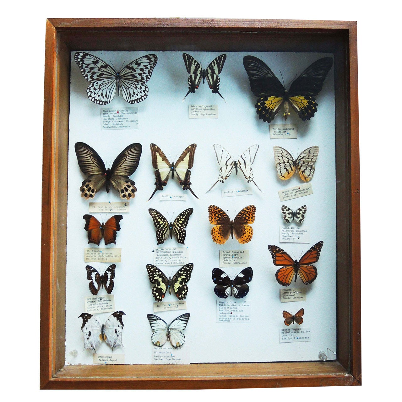 Butterfly Specimen Box