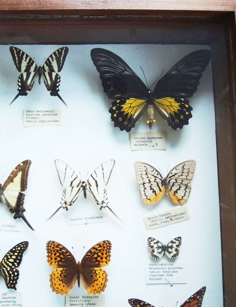 labelled butterfly