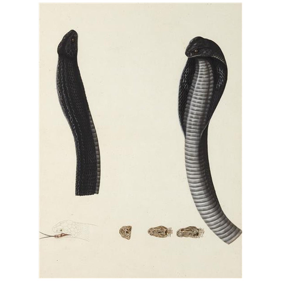 Anglo Indian Watercolour Study of a Cobra