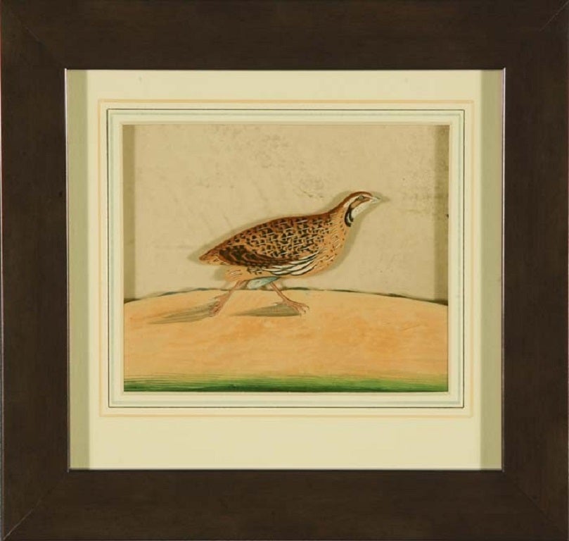 HEIC Painting of a Rain Quail