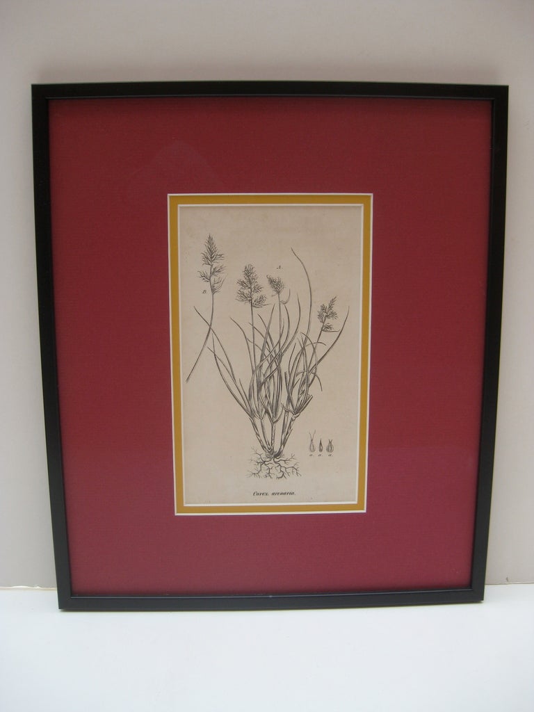 Set of six 18th century black and white copper plate engravings of various British plants with their scientific names. Black frames and archival red and gold matting are new. Non-glare glass.