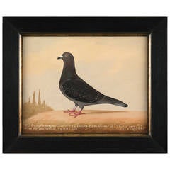 EH Windred Naive Racing Pigeon Portrait