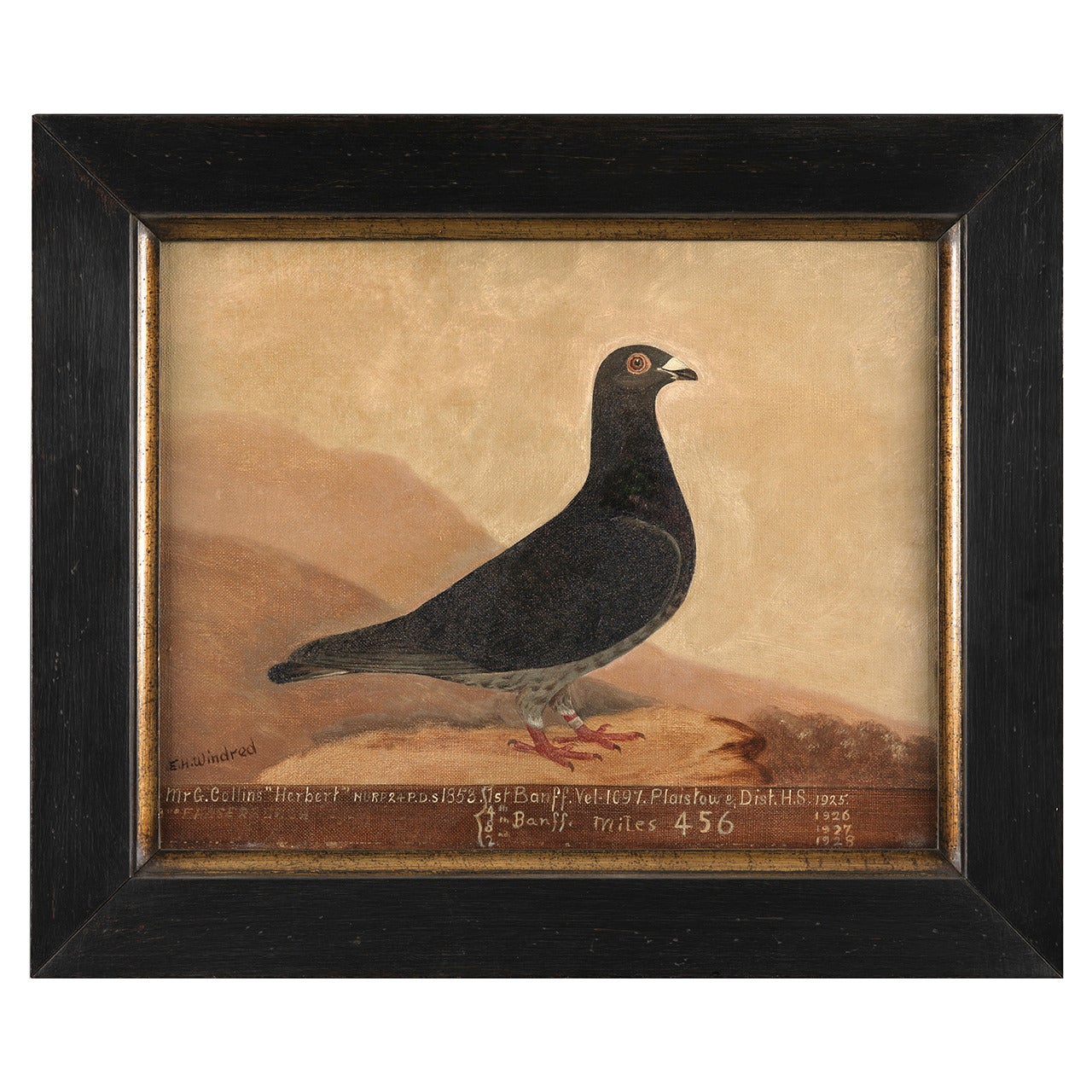 Naive Racing Pigeon Portrait