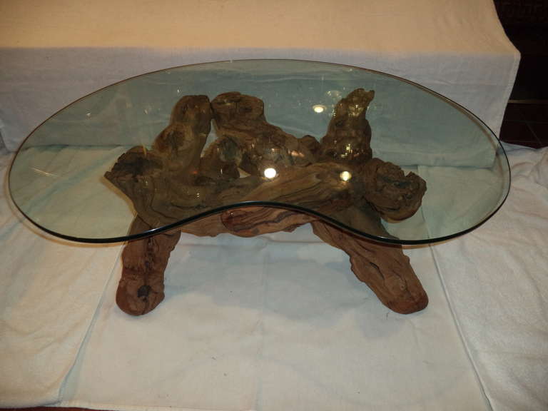 Mid-20th Century Cypress Root Driftwood Coffee Table with smoked glass top