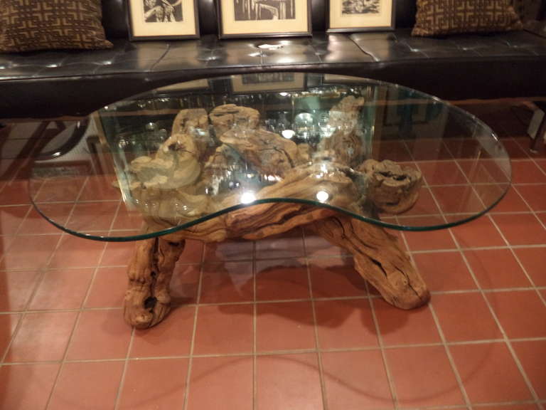 Cypress Root Driftwood Coffee Table with smoked glass top 2
