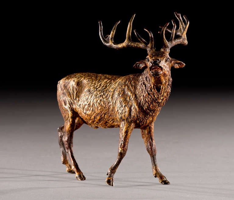 Vienna cold painted bronze figure of a twelve-point imperial red stag. The twelve points to his antlers suggest this stunning red stag has come of age and his posture suggests he is ready. 

The cold painted bronze is almost certainly by and from