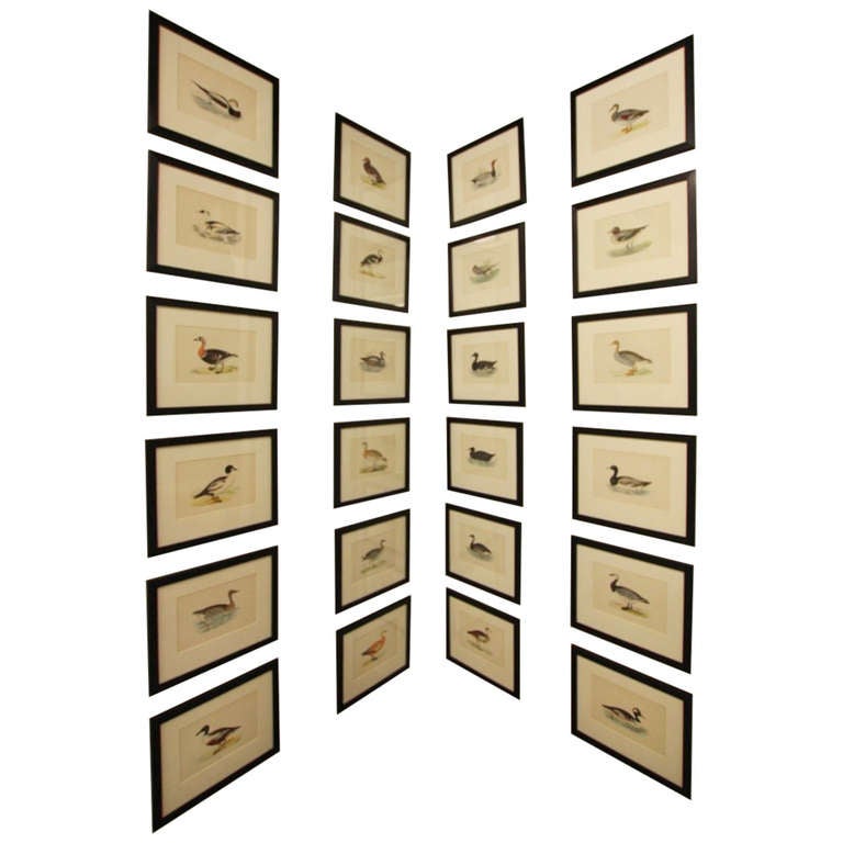 Wonderful Antique Duck 
Geese Prints. 19 Available.