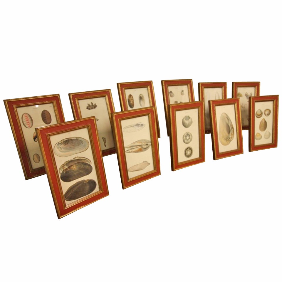 Lovely Collection of 12 Antique Sea Shell Prints.