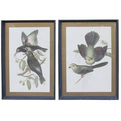 Antique Large-Scale Ornithological Prints