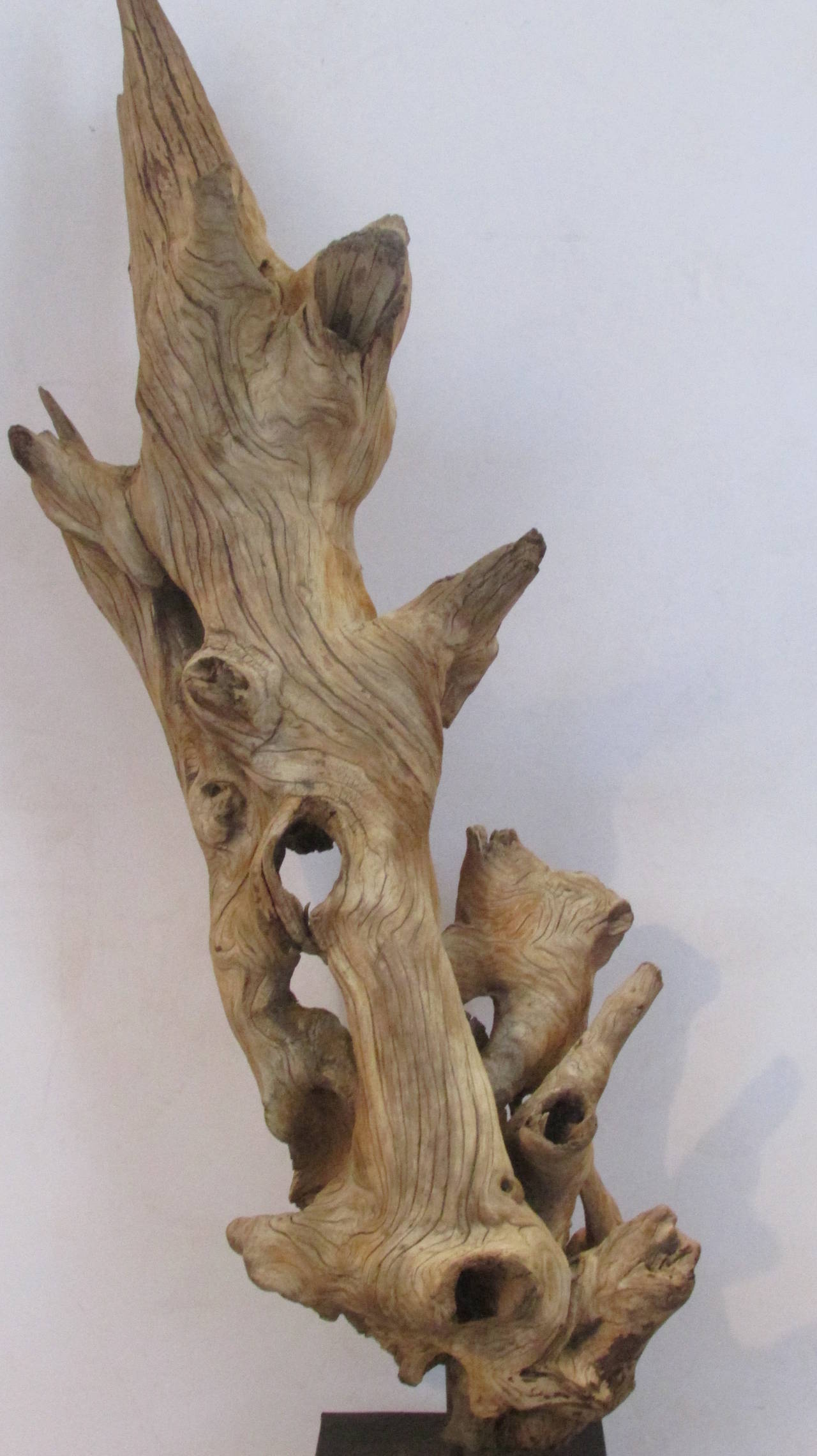 A large-scale ancient looking old driftwood formation from Western New York state with beautifully aged bone like color and gnarled surface, mounted on a contemporary black iron stand as organic modern art sculpture.