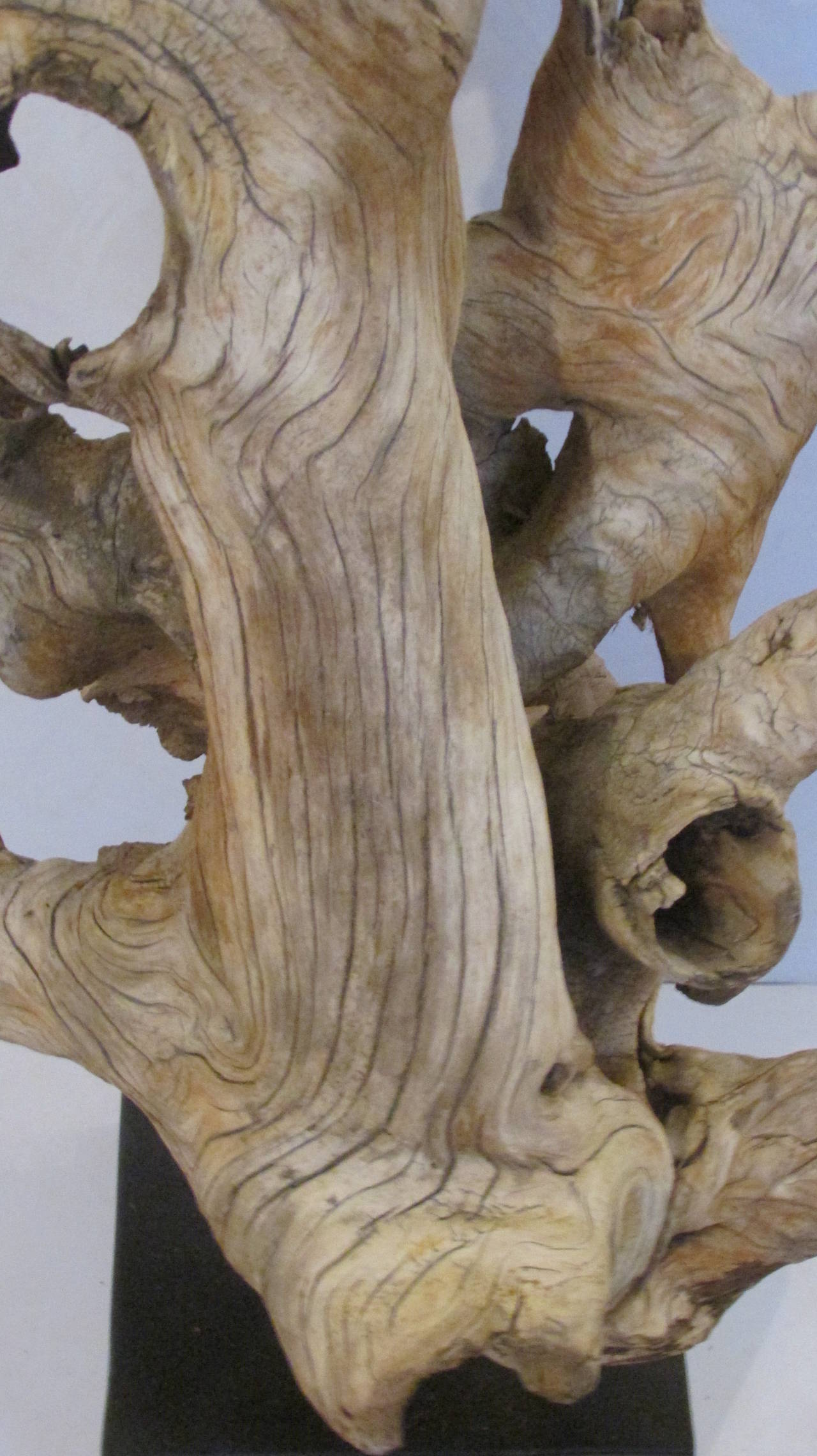 Large American Natural Driftwood Sculpture In Excellent Condition In Rochester, NY