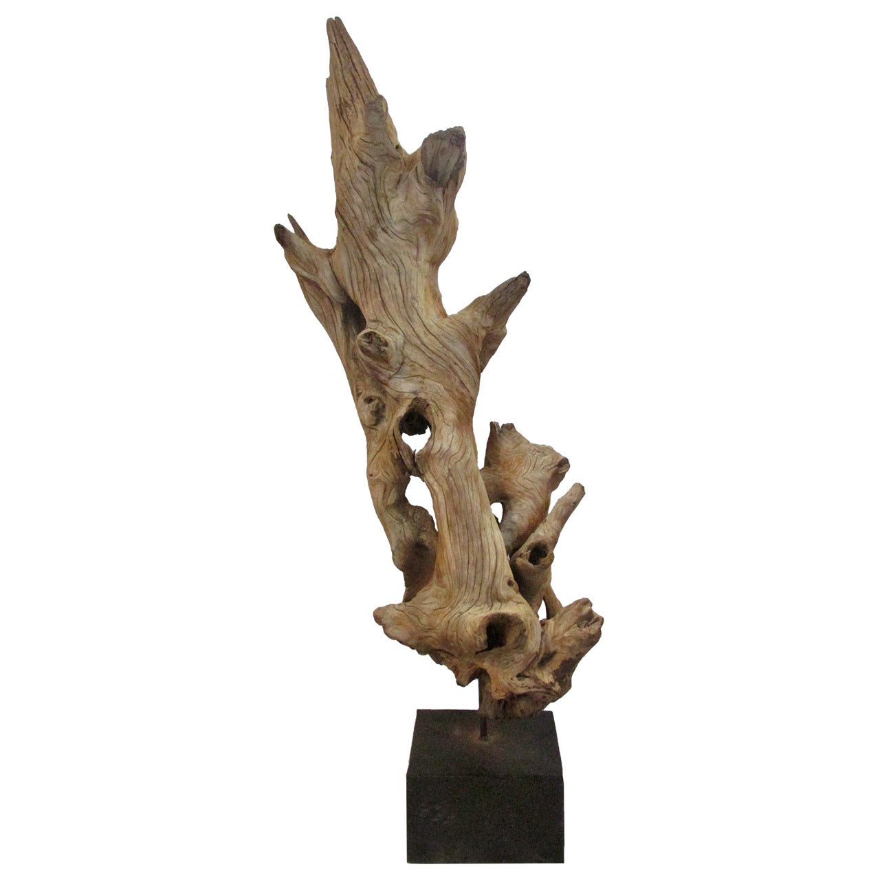 Large American Natural Driftwood Sculpture