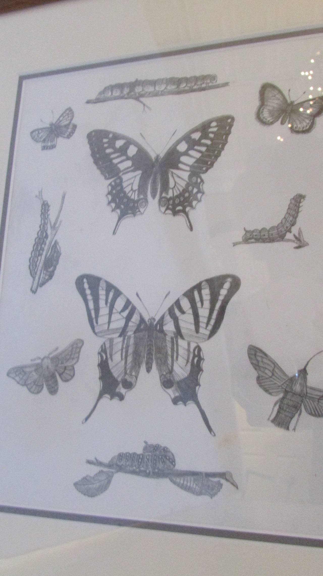 Group of Six Framed American 19th Century Original Entomology Drawings 1