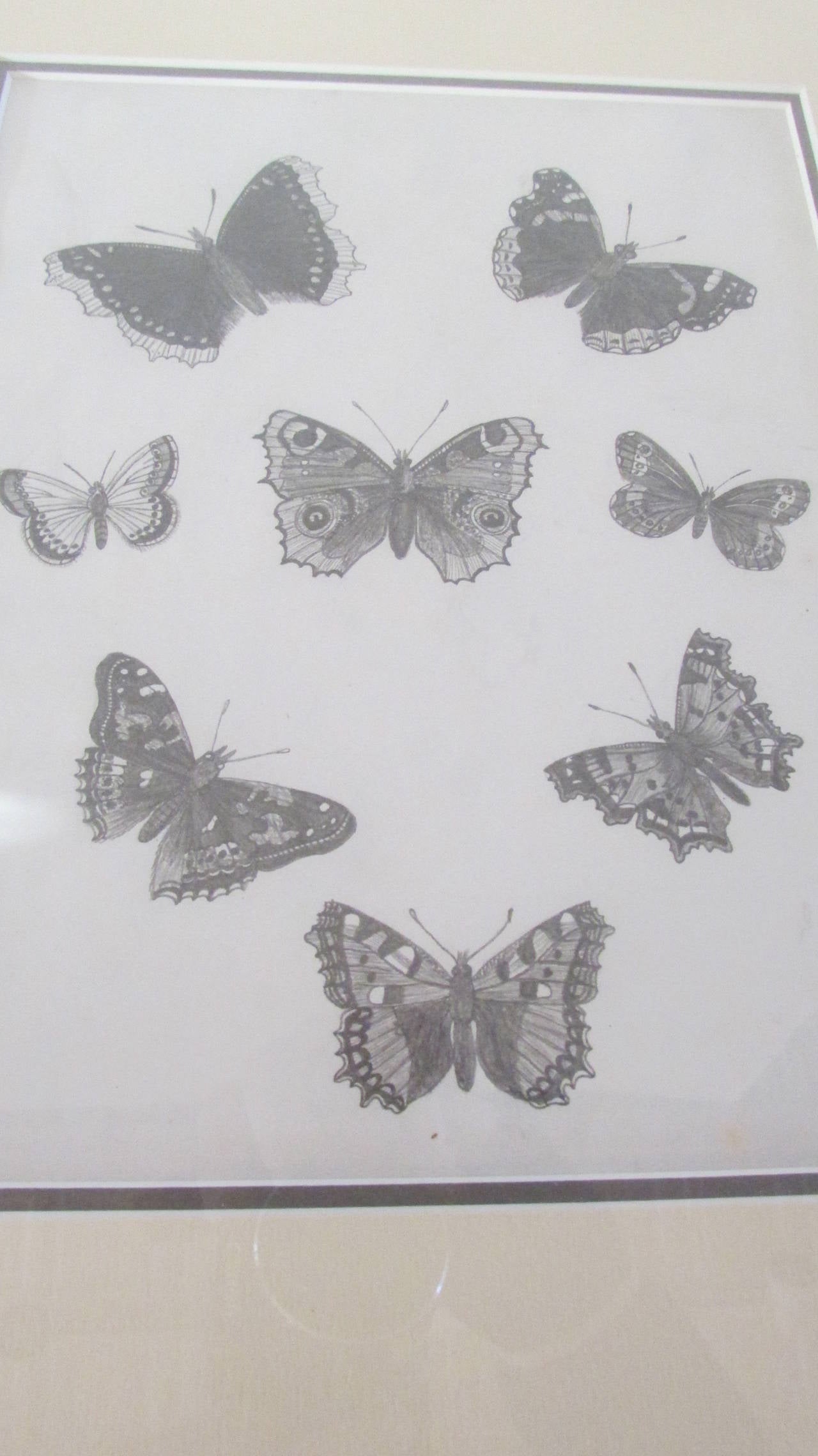 Group of Six Framed American 19th Century Original Entomology Drawings 2