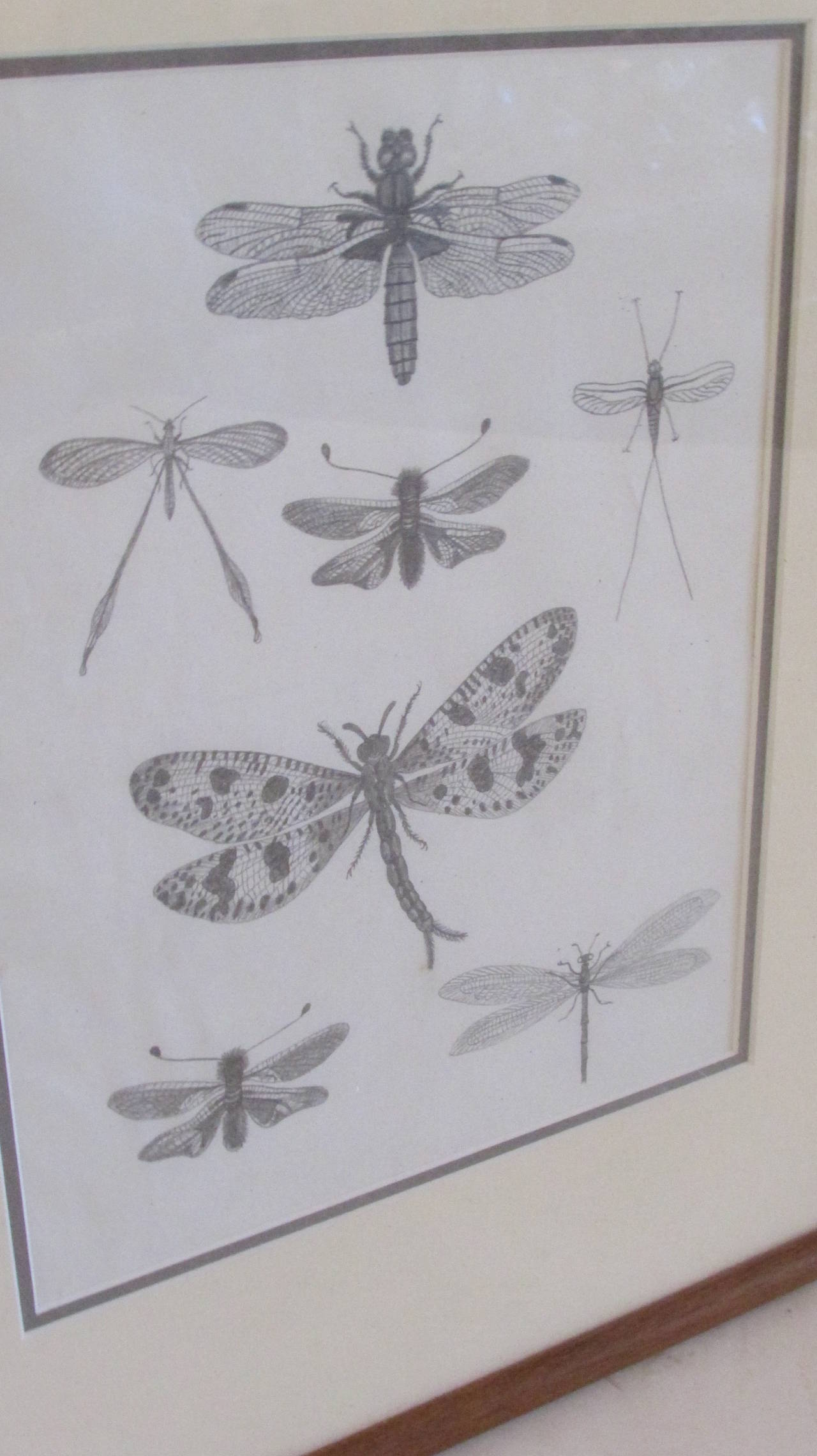 Group of Six Framed American 19th Century Original Entomology Drawings 3