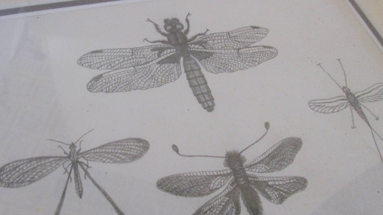 Group of Six Framed American 19th Century Original Entomology Drawings 4