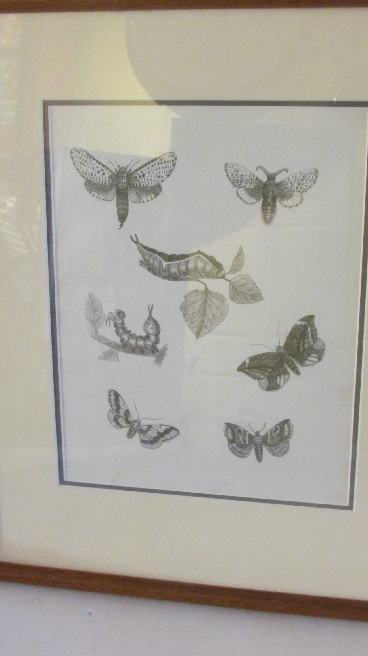 Group of Six Framed American 19th Century Original Entomology Drawings 5