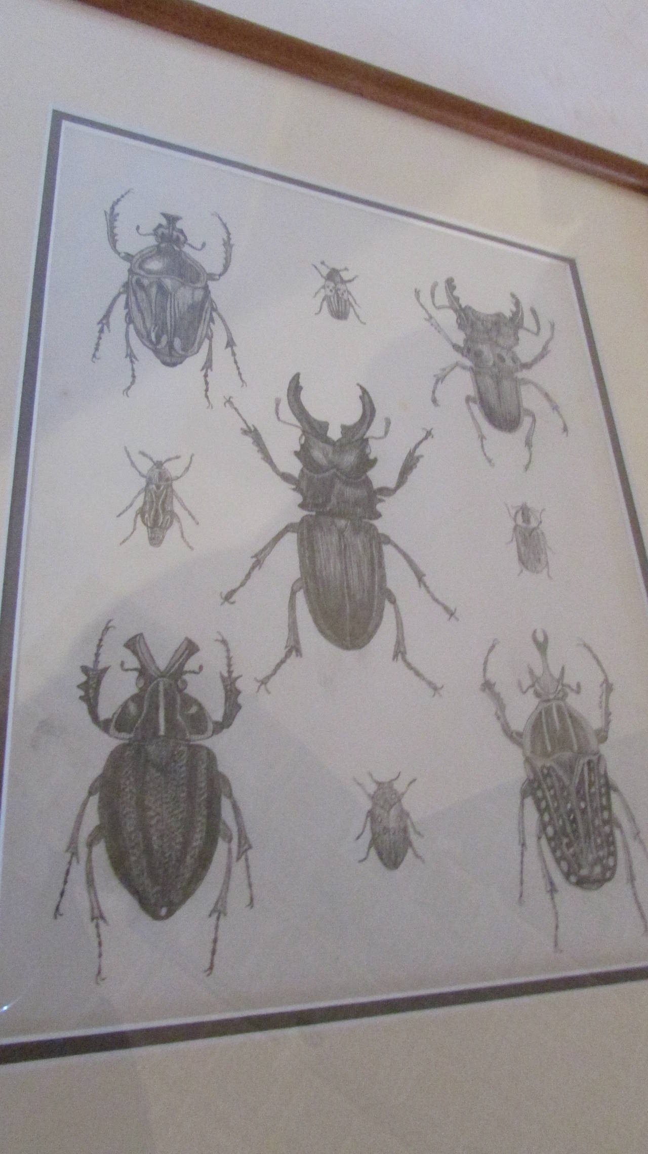 Glass Group of Six Framed American 19th Century Original Entomology Drawings