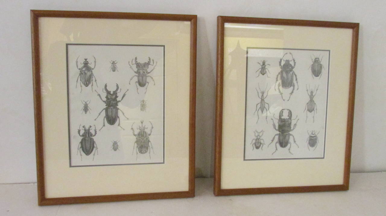 Group of Six Framed American 19th Century Original Entomology Drawings In Excellent Condition In Rochester, NY