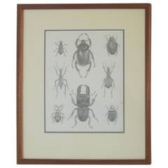 Group of Six Framed American 19th Century Original Entomology Drawings
