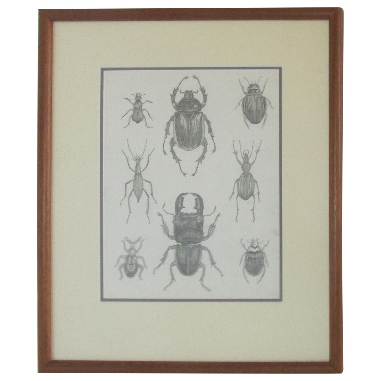 Group of Six Framed American 19th Century Original Entomology Drawings