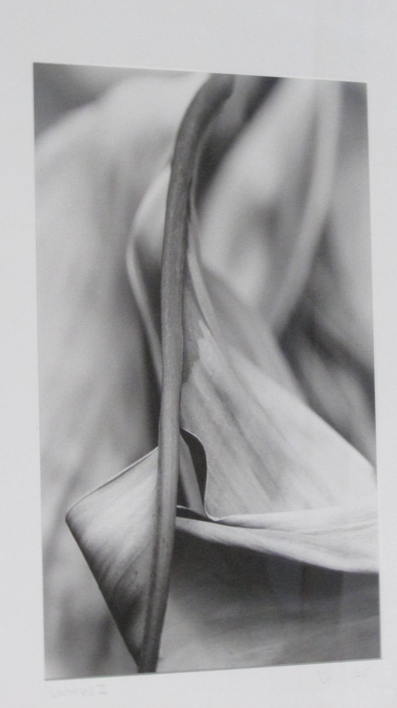 A grouping of four sensual black and white flora & fauna photographs reminiscent of the flower photography of Robert Mapplethorpe. Each is pencil signed in matting with artist initials / titled and numbered 1/25. Exceptionally beautiful.