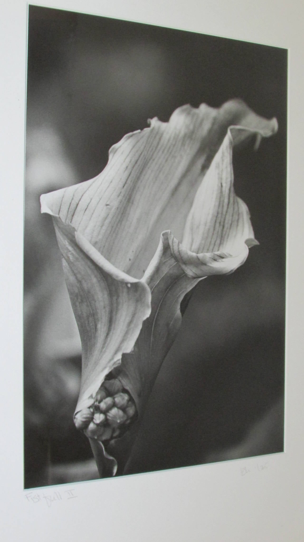 20th Century Erotic Flora & Fauna Photographs in the Style of Robert Mapplethorpe