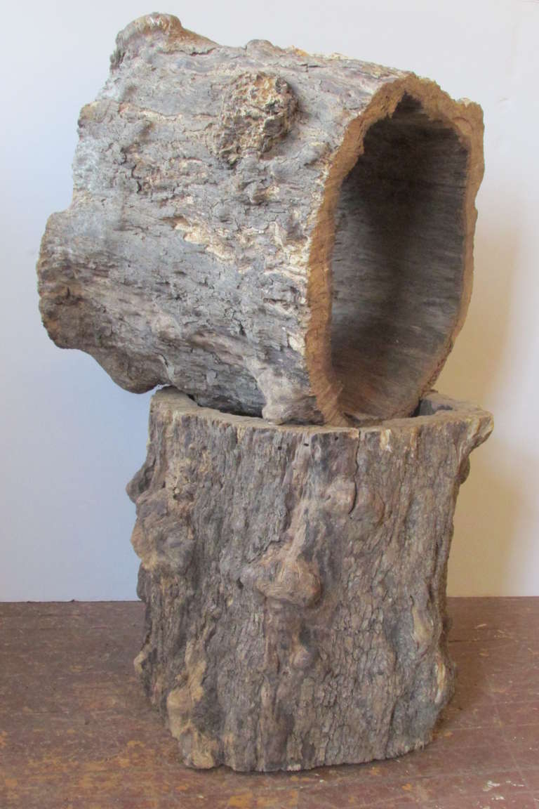 tree root table bases