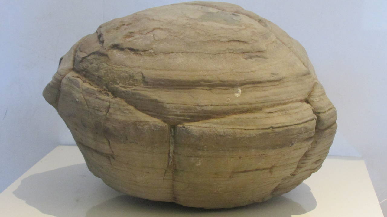 A many millions of years old large & heavy concretion fossil often called a turtle stone from the Genesee Valley region of New York by Letchworth State Park