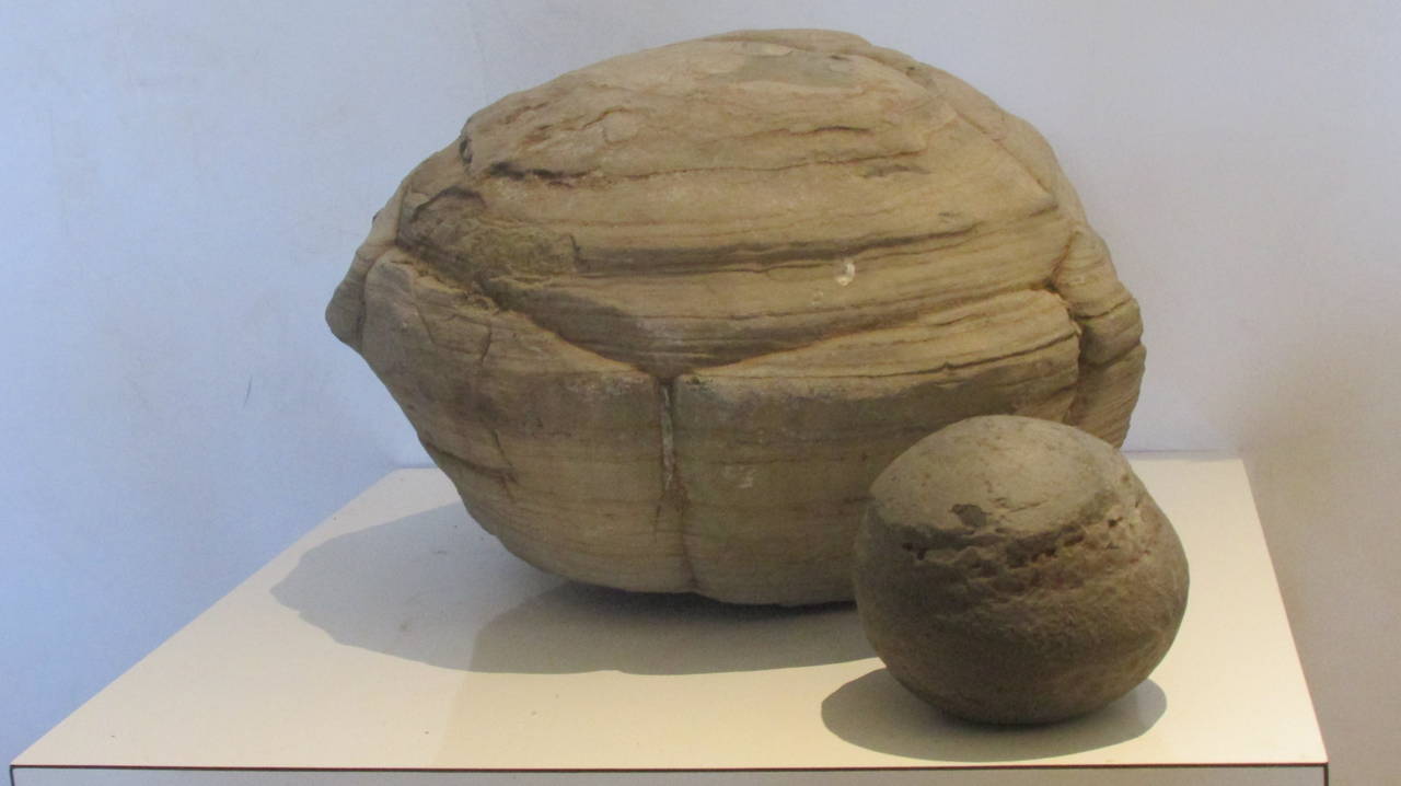 18th Century and Earlier Prehistoric Turtle Stone Concretion Fossil