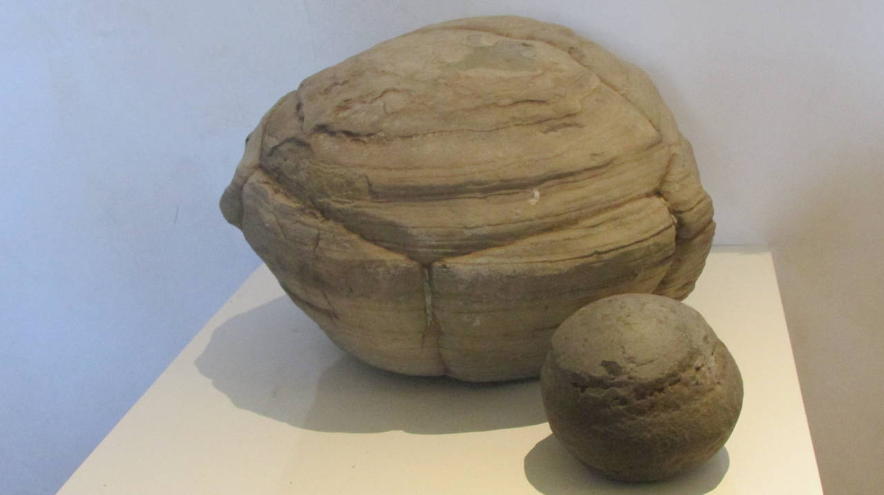 Prehistoric Turtle Stone Concretion Fossil 1