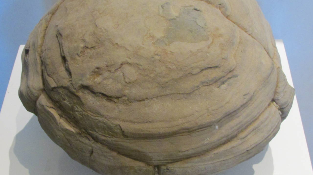 American Prehistoric Turtle Stone Concretion Fossil
