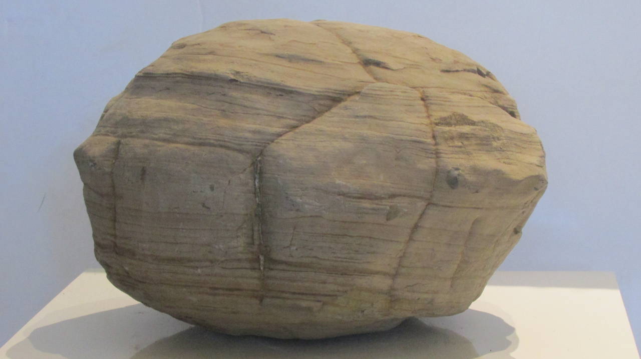 Prehistoric Turtle Stone Concretion Fossil 2